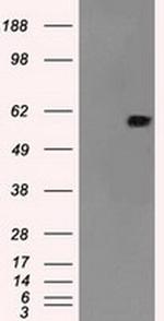 NRBP Antibody in Western Blot (WB)