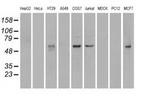 NRBP Antibody in Western Blot (WB)