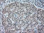 NRBP Antibody in Immunohistochemistry (Paraffin) (IHC (P))