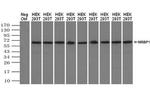 NRBP Antibody in Western Blot (WB)