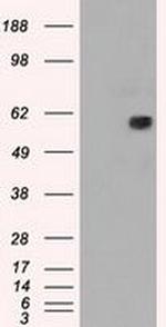 NRBP Antibody in Western Blot (WB)