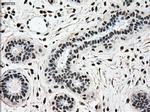SCYL3 Antibody in Immunohistochemistry (Paraffin) (IHC (P))