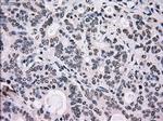 SCYL3 Antibody in Immunohistochemistry (Paraffin) (IHC (P))