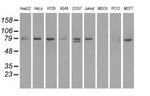 SCYL3 Antibody in Western Blot (WB)