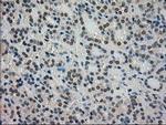 STK39 Antibody in Immunohistochemistry (Paraffin) (IHC (P))