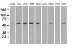 TMEM100 Antibody in Western Blot (WB)