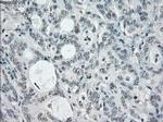 SLC7A8 Antibody in Immunohistochemistry (Paraffin) (IHC (P))