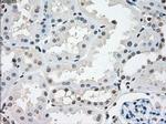 NAT8 Antibody in Immunohistochemistry (Paraffin) (IHC (P))