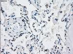 PRKY Antibody in Immunohistochemistry (Paraffin) (IHC (P))