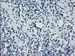 PRKY Antibody in Immunohistochemistry (Paraffin) (IHC (P))