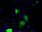 PRKY Monoclonal Antibody (OTI6H3)