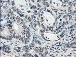 PRKY Antibody in Immunohistochemistry (Paraffin) (IHC (P))