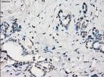 PRKY Antibody in Immunohistochemistry (Paraffin) (IHC (P))