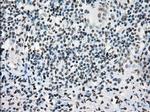 PRKY Antibody in Immunohistochemistry (Paraffin) (IHC (P))