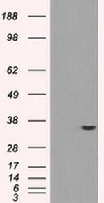 PRKY Antibody in Western Blot (WB)