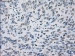 JMJD2C Antibody in Immunohistochemistry (Paraffin) (IHC (P))