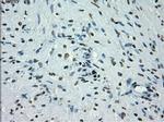 PRKY Antibody in Immunohistochemistry (Paraffin) (IHC (P))