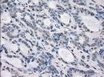PRKY Antibody in Immunohistochemistry (Paraffin) (IHC (P))