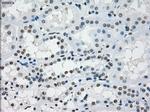 PRKY Antibody in Immunohistochemistry (Paraffin) (IHC (P))