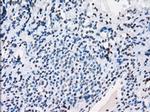 PRKY Antibody in Immunohistochemistry (Paraffin) (IHC (P))