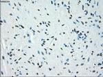JMJD2C Antibody in Immunohistochemistry (Paraffin) (IHC (P))