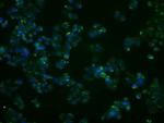 PP5 Monoclonal Antibody (OTI4G8)