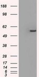 PP5 Antibody in Western Blot (WB)