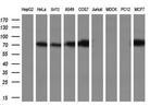 Cytochrome P450 Reductase Antibody in Western Blot (WB)