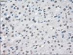 Cytochrome P450 Reductase Antibody in Immunohistochemistry (Paraffin) (IHC (P))