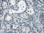 PDE10A Antibody in Immunohistochemistry (Paraffin) (IHC (P))