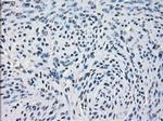 PDE10A Antibody in Immunohistochemistry (Paraffin) (IHC (P))