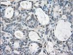 GBP2 Antibody in Immunohistochemistry (Paraffin) (IHC (P))
