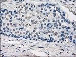 GBP2 Antibody in Immunohistochemistry (Paraffin) (IHC (P))