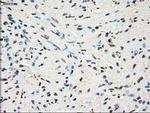 GBP2 Antibody in Immunohistochemistry (Paraffin) (IHC (P))