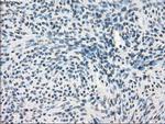GBP2 Antibody in Immunohistochemistry (Paraffin) (IHC (P))