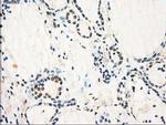 GBP2 Antibody in Immunohistochemistry (Paraffin) (IHC (P))