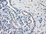 GBP2 Antibody in Immunohistochemistry (Paraffin) (IHC (P))