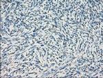 GBP2 Antibody in Immunohistochemistry (Paraffin) (IHC (P))