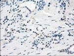 GBP2 Antibody in Immunohistochemistry (Paraffin) (IHC (P))