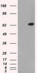 GBP2 Antibody in Western Blot (WB)