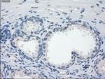 GBP2 Antibody in Immunohistochemistry (Paraffin) (IHC (P))