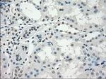 GBP2 Antibody in Immunohistochemistry (Paraffin) (IHC (P))