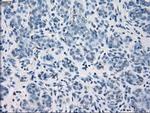GBP2 Antibody in Immunohistochemistry (Paraffin) (IHC (P))