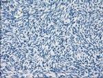 GBP2 Antibody in Immunohistochemistry (Paraffin) (IHC (P))
