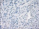 GBP2 Antibody in Immunohistochemistry (Paraffin) (IHC (P))