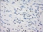GBP2 Antibody in Immunohistochemistry (Paraffin) (IHC (P))