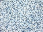 LTA4H Antibody in Immunohistochemistry (Paraffin) (IHC (P))