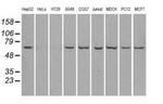 LTA4H Antibody in Western Blot (WB)