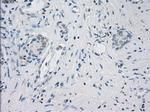 LTA4H Antibody in Immunohistochemistry (Paraffin) (IHC (P))