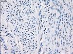 LTA4H Antibody in Immunohistochemistry (Paraffin) (IHC (P))